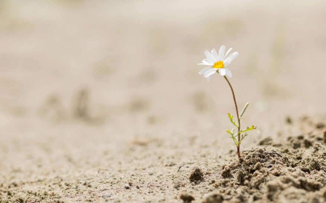 Building financial resilience